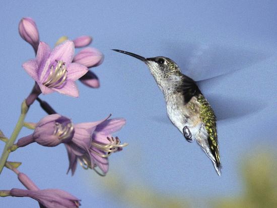 Hummingbirds In Indianapolis Backyard Indiana Usa Photographic
