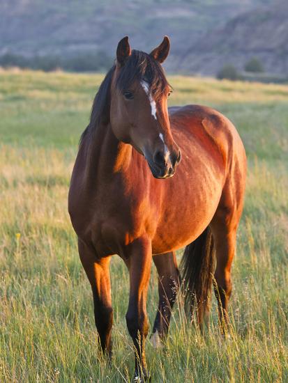 wild horse in theodore roosevelt national park north printable sale signs