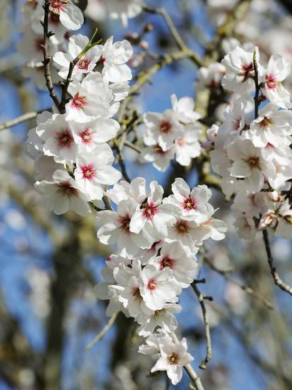 almond trees blooming with flowers loule algarve portugal