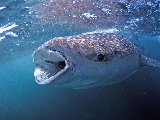 Whale Shark Filter Feeding On Plankton Rhincodon Typus Djibouti