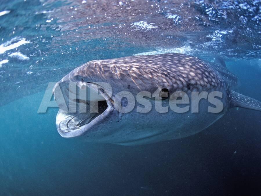 Whale Shark Filter Feeding On Plankton Rhincodon Typus Djibouti