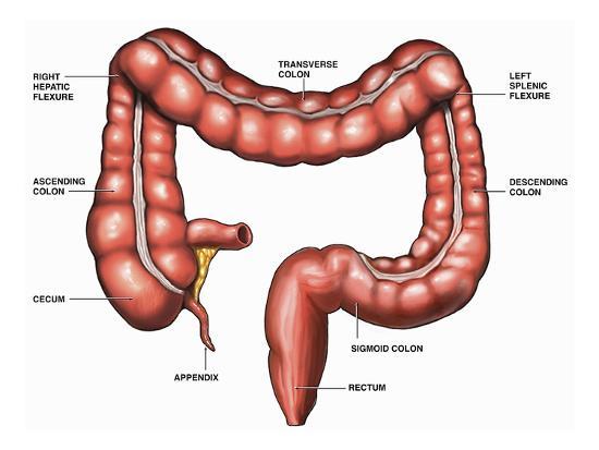 This Illustration Depicts the Anatomy of the Large ... diagram of intestines 