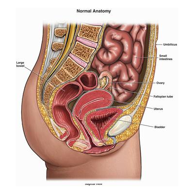 Illustration of the Normal Anatomy of the Human Female ...