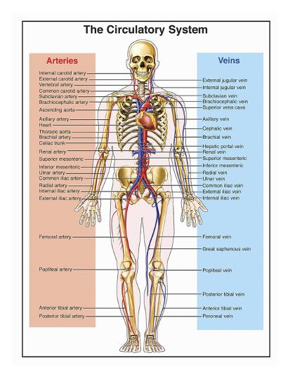 Illustration of the Human Circulatory System Labels for ... arterial wall diagram 