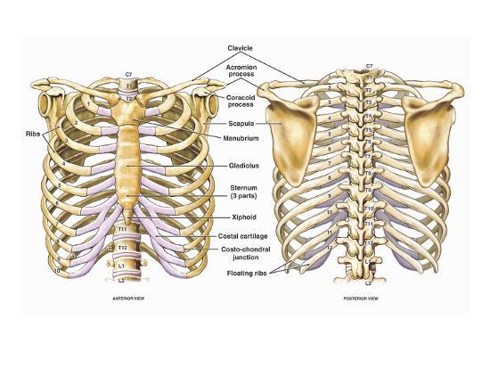 Illustration of the Thoracic (Chest and Back) Skeletal ...
