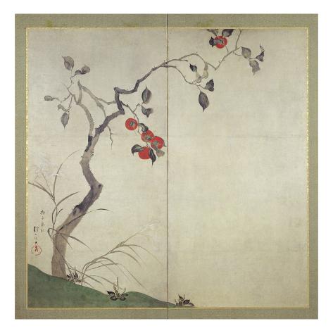 Persimmon recipes picture