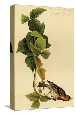Crimson Fronted Purple Finch Posters John James Audubon Allposters Com