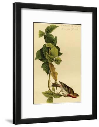 Crimson Fronted Purple Finch Posters John James Audubon Allposters Com