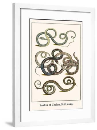 Snakes Of Ceylon Sri Lanka Posters Albertus Seba Allposters Com