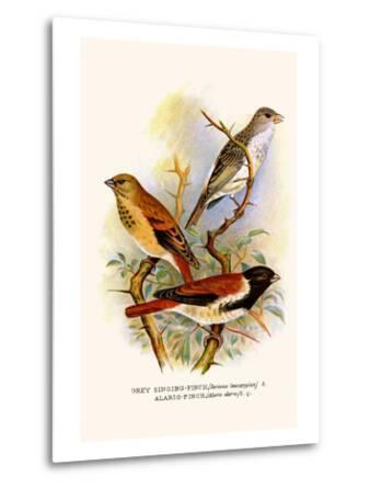 Grey Singing Finch Or Canary And Alario Finch Prints F W Frohawk Allposters Com
