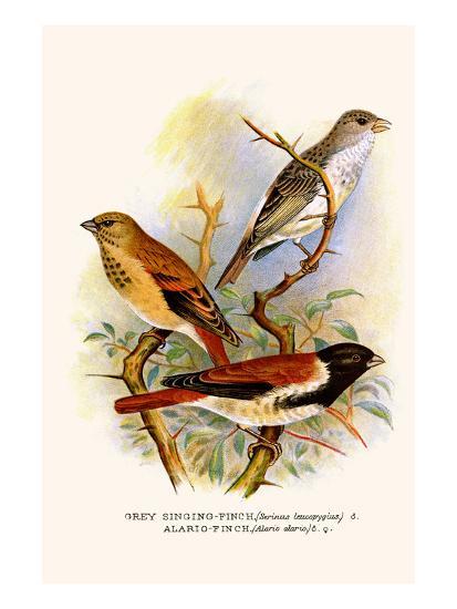 Grey Singing Finch Or Canary And Alario Finch Prints F W Frohawk Allposters Com