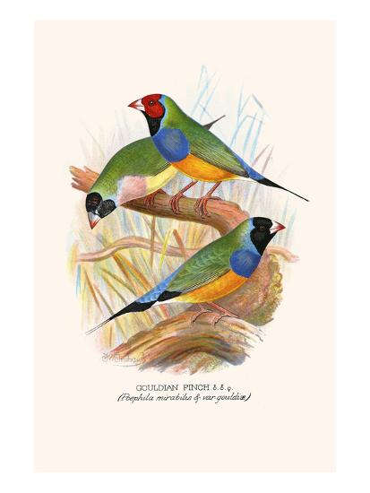 'Gouldian Finch, Black Headed and Red Headed' Poster - F.w ...