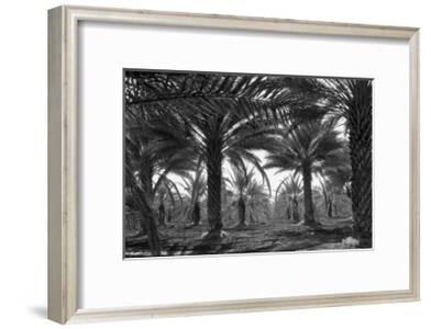 Date Palms Prints Dorothea Lange Allposters Com
