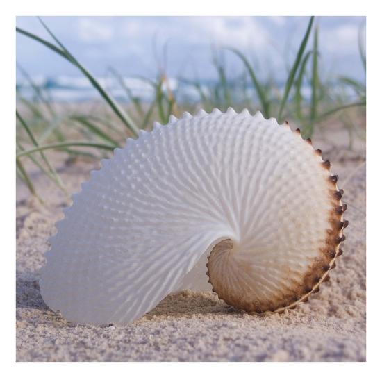 ‘Paper Nautilus’ Posters - Mark Goodall | AllPosters.com