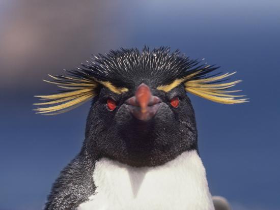 'Rockhopper Penguin, Eudyptes Chrysocome, Falkland Islands ...