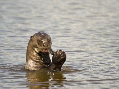 Giant Otter Pteronura Brasiliensis Eating an Oscar Fish 