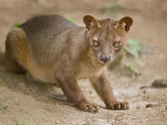 Close Up Of A Fossa Cryptoprocta Ferox Madagascar - 