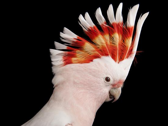 Major Mitchell S Cockatoo Lophochroa Leadbeateri Photographic