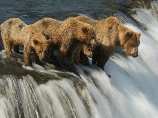 Download 'Brown Bear Family Patiently Waiting for Salmon ...