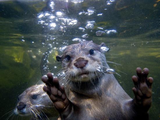 frame 56 size Aonyx Cinerea Asian Clawed or Oriental Small Otter, An frame 56 size Aonyx Cinerea Asian Clawed or Oriental Small Otter, An