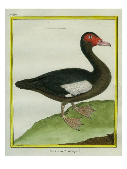 Download 'Muscovy Duck' Giclee Print - Georges-Louis Buffon ...
