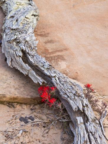 desert indian paintbrush plant nursery desert indian paintbrush plant nursery