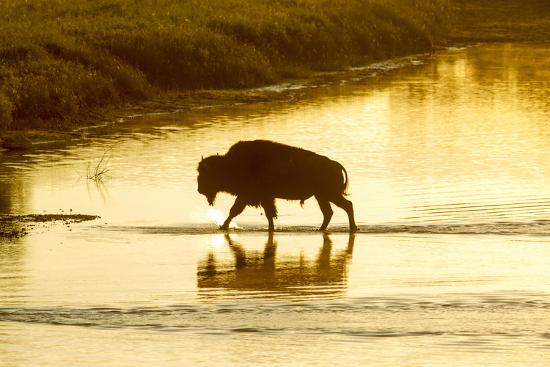 bison wildlife crossing little