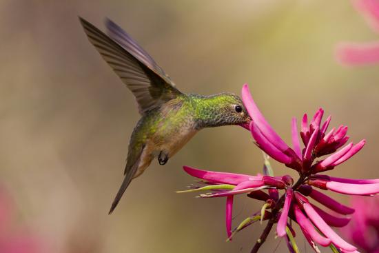 'Buff-Bellied Hummingbird (Amazilia Yucatanensis) Feeding at Coral Bean