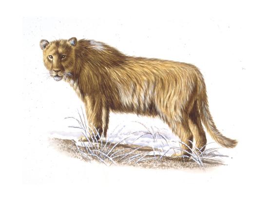 Illustration of Cave Lion Art at AllPosters.com