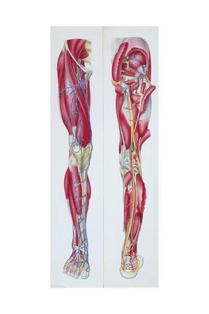 'Illustration of Lower Limb, Skeletal Muscles, Front and Back Views