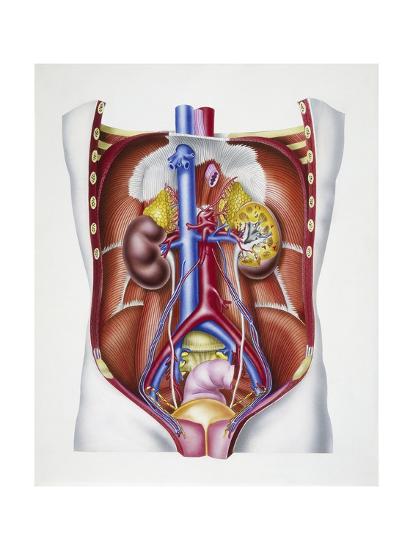 Urinary and Endocrine Systems, Kidneys and Adrenal Glands with their