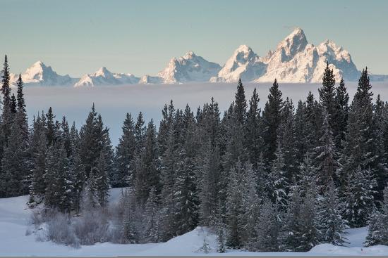 A Winter Forest Scene With The Teton Range In The Distance Photographic Print Greg Winston Allposters Com