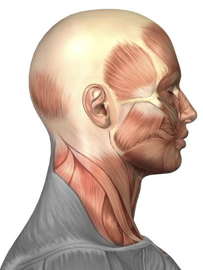 'Anatomy of Human Face Muscles, Side View' Photographic Print