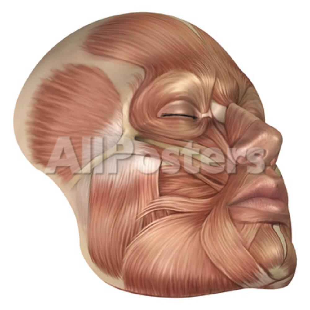 Anatomy of Human Face Muscles Photographic Print by Stocktrek Images at
