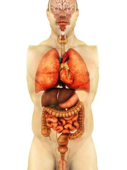 'Anatomy of Human Body Showing Whole Organs, Front View ...