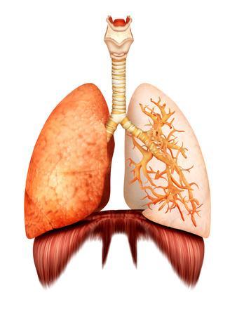 Download 'Anatomy of Human Respiratory System, Front View ...