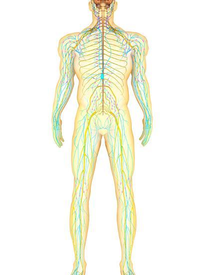 'Anatomy of Human Nervous System And Lymphatic System' Photographic Print - Stocktrek Images ...