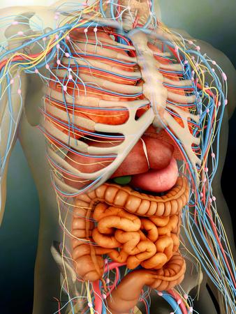 'Perspective View of Human Body, Whole Organs And Bones ...