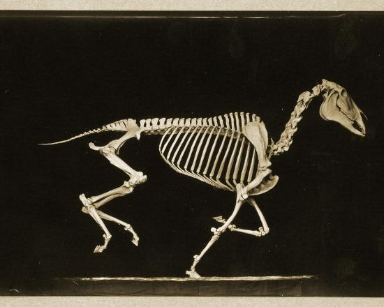 Download 'Skeleton of a Running Horse' Photographic Print ...