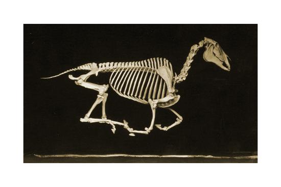 'Skeleton of a Running Horse' Photographic Print | AllPosters.com