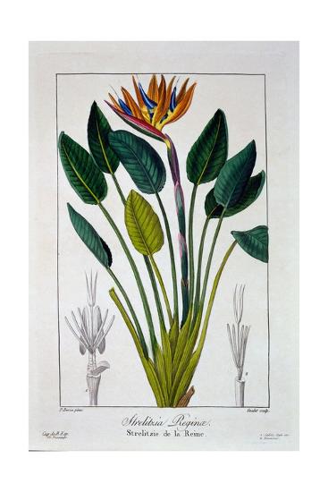 bird of paradise or