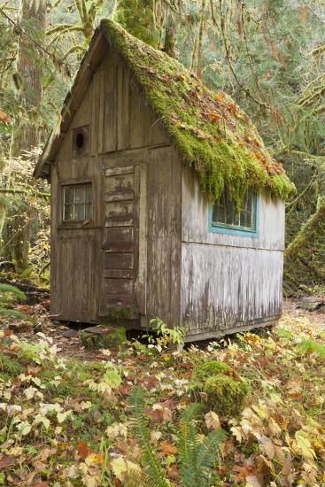 Weathered Old Cabin In Forest Olympic National Park Washington