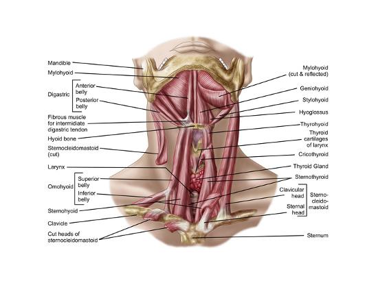 Anatomy Of Human Hyoid Bone And Muscles Anterior View Print Allposters Com
