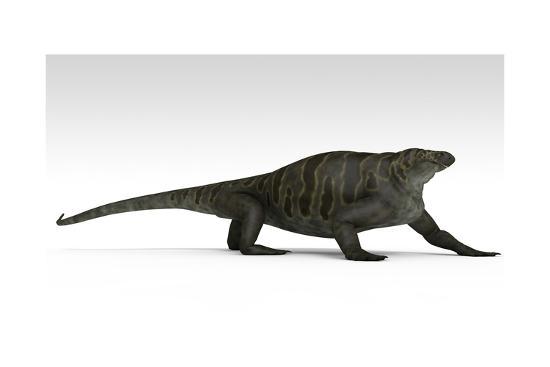 Download 'Cotylorhynchus, a Large Synapsid of the Early Permian ...
