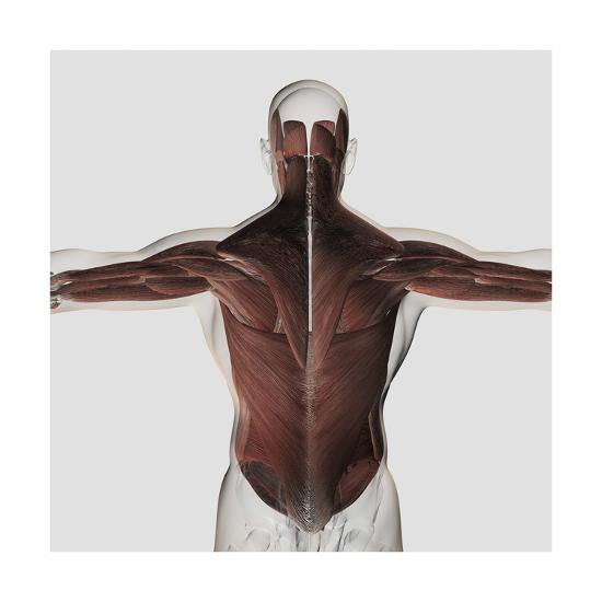 Male Muscle Anatomy Of The Human Back Posters Allposters Com