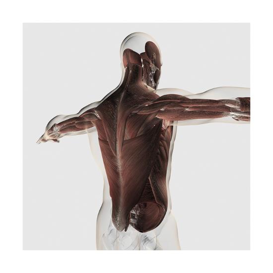 'Male Muscle Anatomy of the Human Back' Print | AllPosters.com