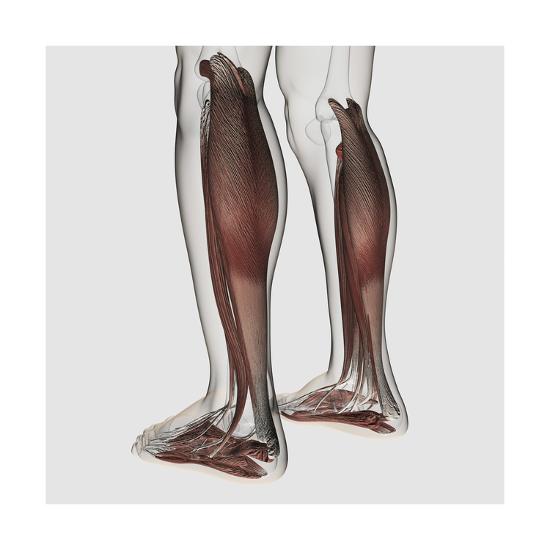 'Male Muscle Anatomy of the Human Legs, Anterior View' Art | AllPosters.com
