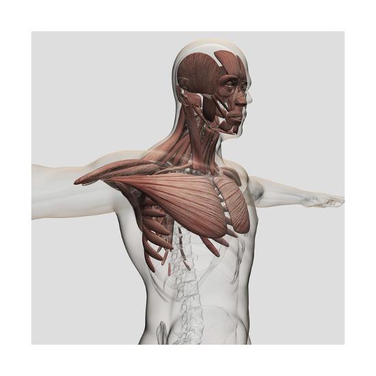 'Anatomy of Male Muscles in Upper Body, Anterior View' Print