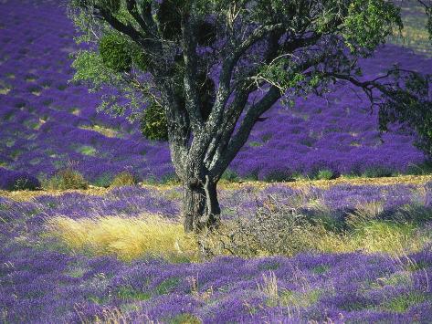 Lavender Field Vaucluse Sault Provence Alpes Cote D Azur