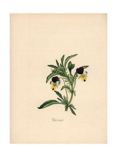 Heartsease essay 03 picture